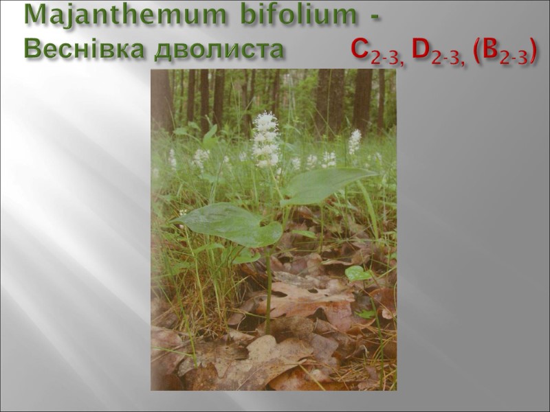 Majanthemum bifolium -  Веснівка дволиста       С2-3, D2-3,